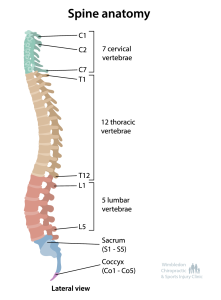 pinal anatomy for treatment of misalignment at wimbledon chiropractic and sports injury clinic for back pain